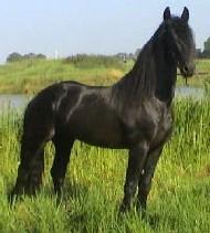 View Friesian horse purchasing details for Rialto
