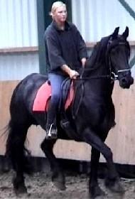 View Friesian horse purchasing details for Rianne