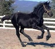 View Friesian horse purchasing details for Ritske