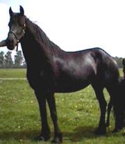 View Friesian horse purchasing details for Rixt