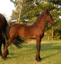 View Friesian horse purchasing details for Robin
