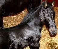 View Friesian horse purchasing details for Rocky