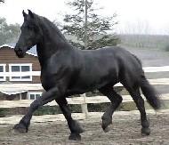 View Friesian horse purchasing details for Rossini - STER