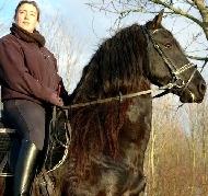 View Friesian horse purchasing details for Ruerd