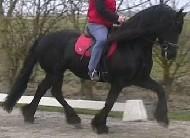 View Friesian horse purchasing details for Saar