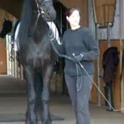 View Friesian horse purchasing details for Sander