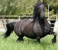 View Friesian horse purchasing details for Sara
