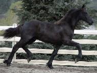 View Friesian horse purchasing details for Sass