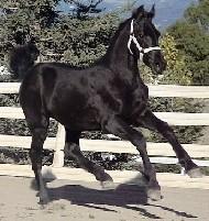 View Friesian horse purchasing details for Sasso