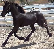 View Friesian horse purchasing details for Scarlett