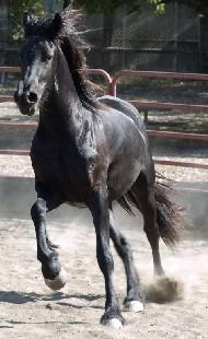 View Friesian horse purchasing details for Sieke