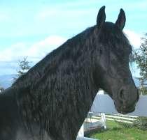 View Friesian horse purchasing details for Sienna