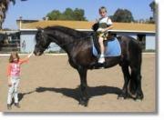 View Friesian horse purchasing details for Sietse