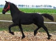 View Friesian horse purchasing details for Sjoerd