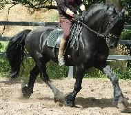 View Friesian horse purchasing details for Sorrento