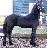 View Friesian horse purchasing details for Storm