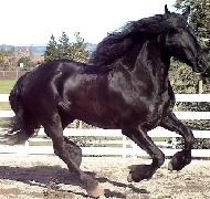 View Friesian horse purchasing details for Taling