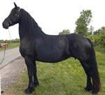 View Friesian horse purchasing details for Tannetje S.