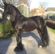 View Friesian horse purchasing details for Tarzan