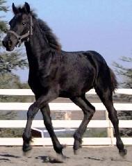 View Friesian horse purchasing details for TASSO BSF