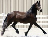 View Friesian horse purchasing details for TIARA