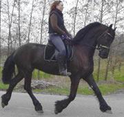 View Friesian horse purchasing details for Tibe