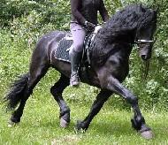 View Friesian horse purchasing details for Tiberius