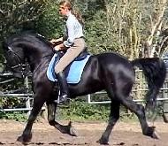 View Friesian horse purchasing details for Tieske