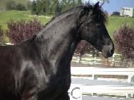 View Friesian horse purchasing details for Tiffany