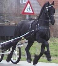 View Friesian horse purchasing details for Tiresa-STER