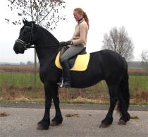 View Friesian horse purchasing details for Tjitske