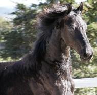View Friesian horse purchasing details for Tuxedo