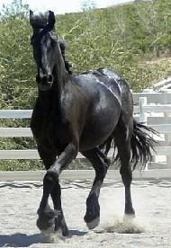 View Friesian horse purchasing details for Victoria