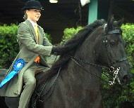 View Friesian horse purchasing details for Waeltje STER