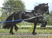 View Friesian horse purchasing details for Waling M.