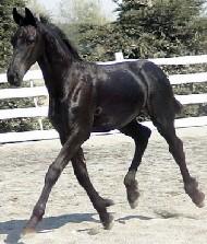 View Friesian horse purchasing details for Wellington