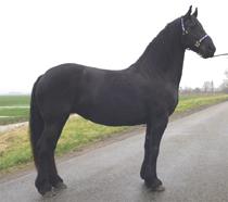 View Friesian horse purchasing details for Welmoed