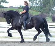 View Friesian horse purchasing details for Wessel