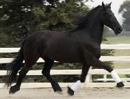 View Friesian horse purchasing details for WHITNEY STER