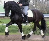 View Friesian horse purchasing details for Wibo