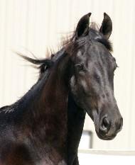 View Friesian horse purchasing details for Wiebe BSF