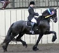 View Friesian horse purchasing details for Wiebren