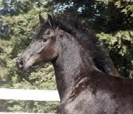 View Friesian horse purchasing details for Wieger