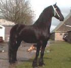 View Friesian horse purchasing details for Wiemer- STER