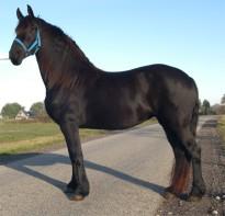 View Friesian horse purchasing details for Wieteke H