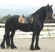 View Friesian horse purchasing details for Wietse H