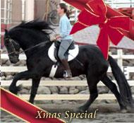 View Friesian horse purchasing details for Wilco P