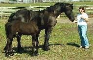 View Friesian horse purchasing details for Willy F.R.