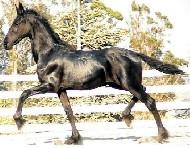 View Friesian horse purchasing details for Wilma
