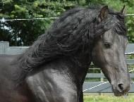 View Friesian horse purchasing details for Windsor